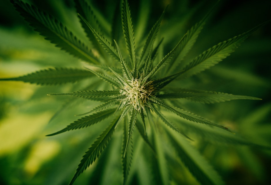 Federal Rescheduling and the Rise of the Pharmaceutical Dilemma