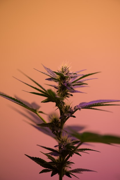 Cannabis Rescheduling: What Schedule III Really Means